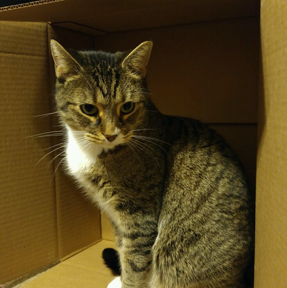 Meet your Posher, Irene